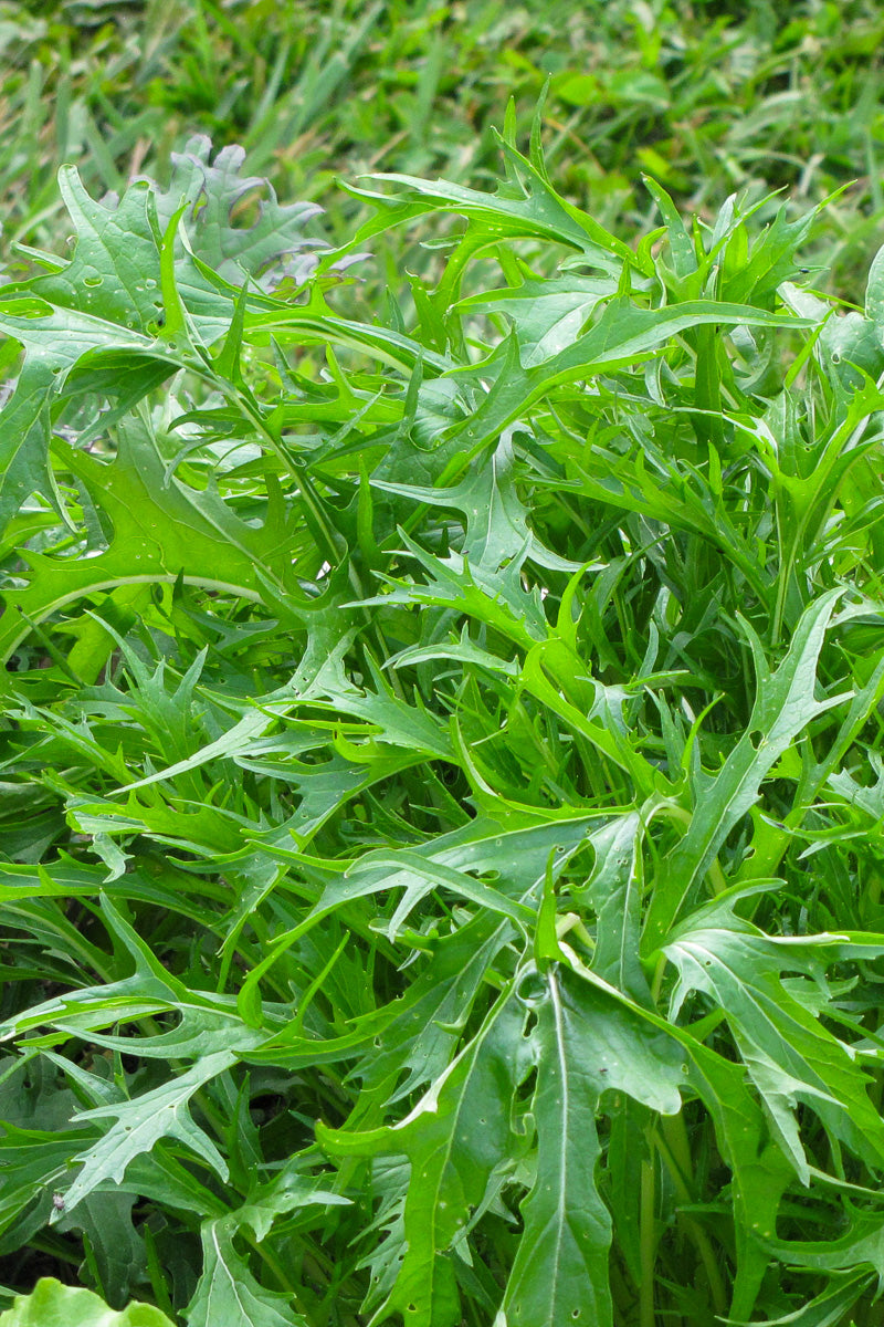 Vegetable,Arugula Rocket