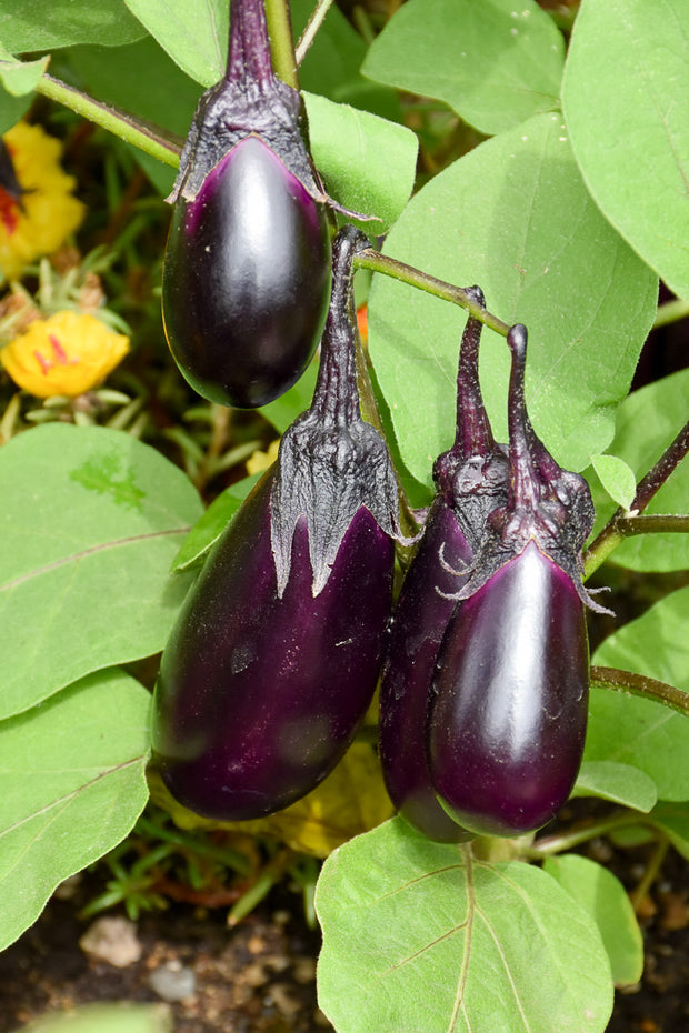 Vegetable, Eggplant Patio Baby
