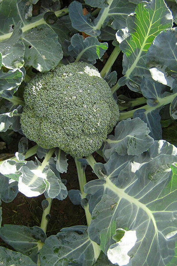 Vegetable,Broccoli Marathon