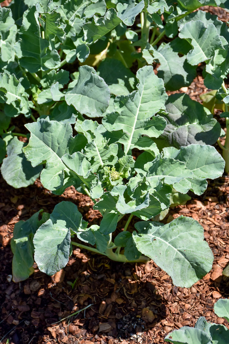 Vegetable,Broccoli Artwork