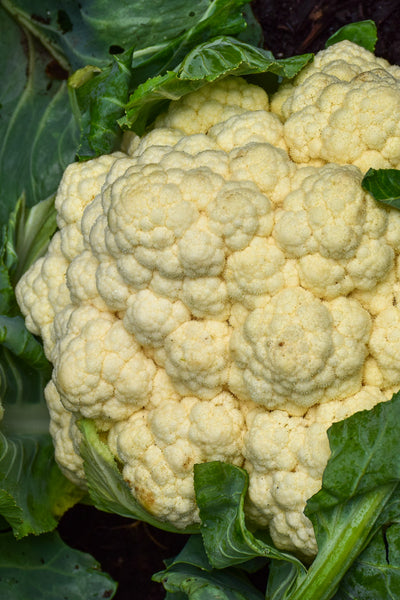 Vegetable, Cauliflower Amazing