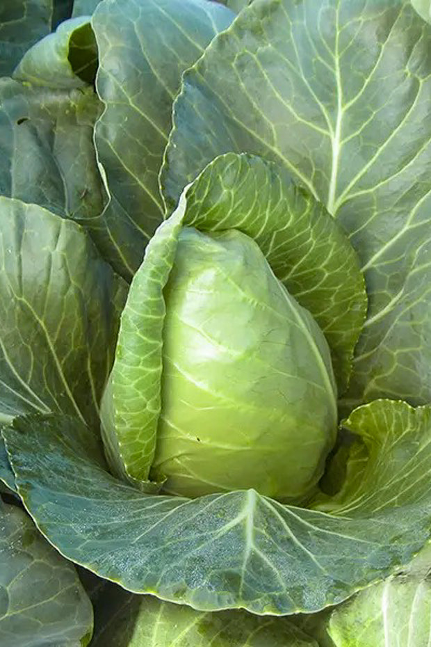 Vegetable, Cabbage Sweet Slaw
