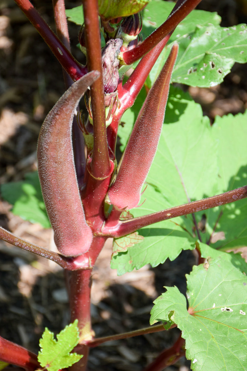 Vegetable,Okra Candle Fire