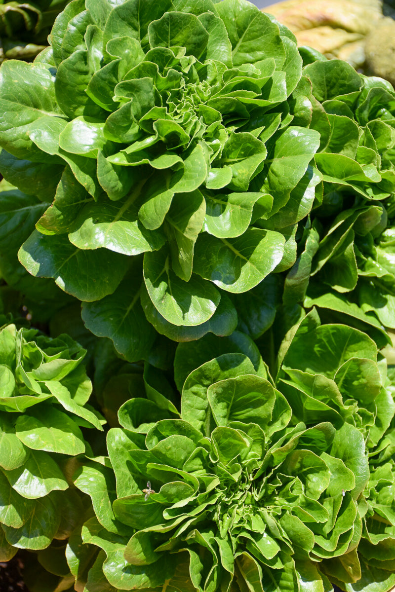 Vegetable,Lettuce Buttercrunch