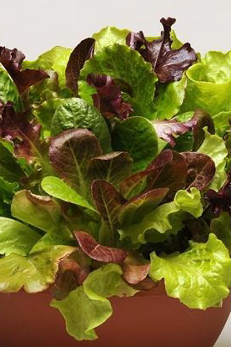 Vegetable, Lettuce Simply Salad Summer Picnic Mix 4"