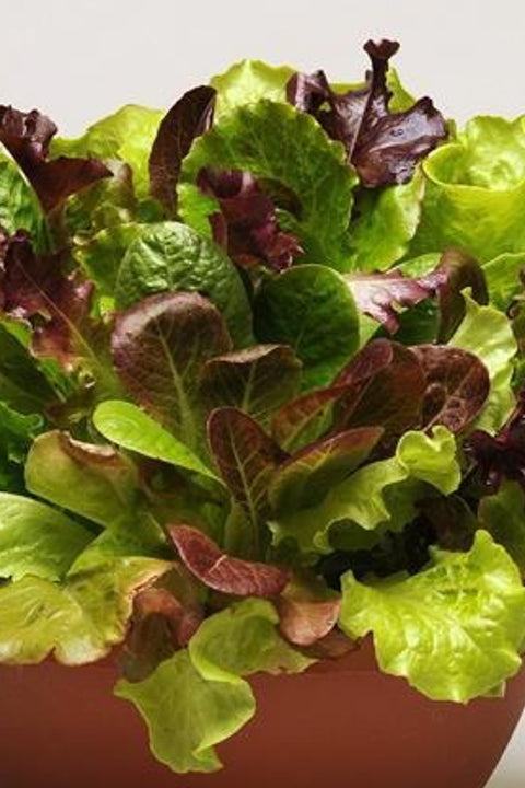 Lettuce, Simply Salad Summer Picnic Mix 4"