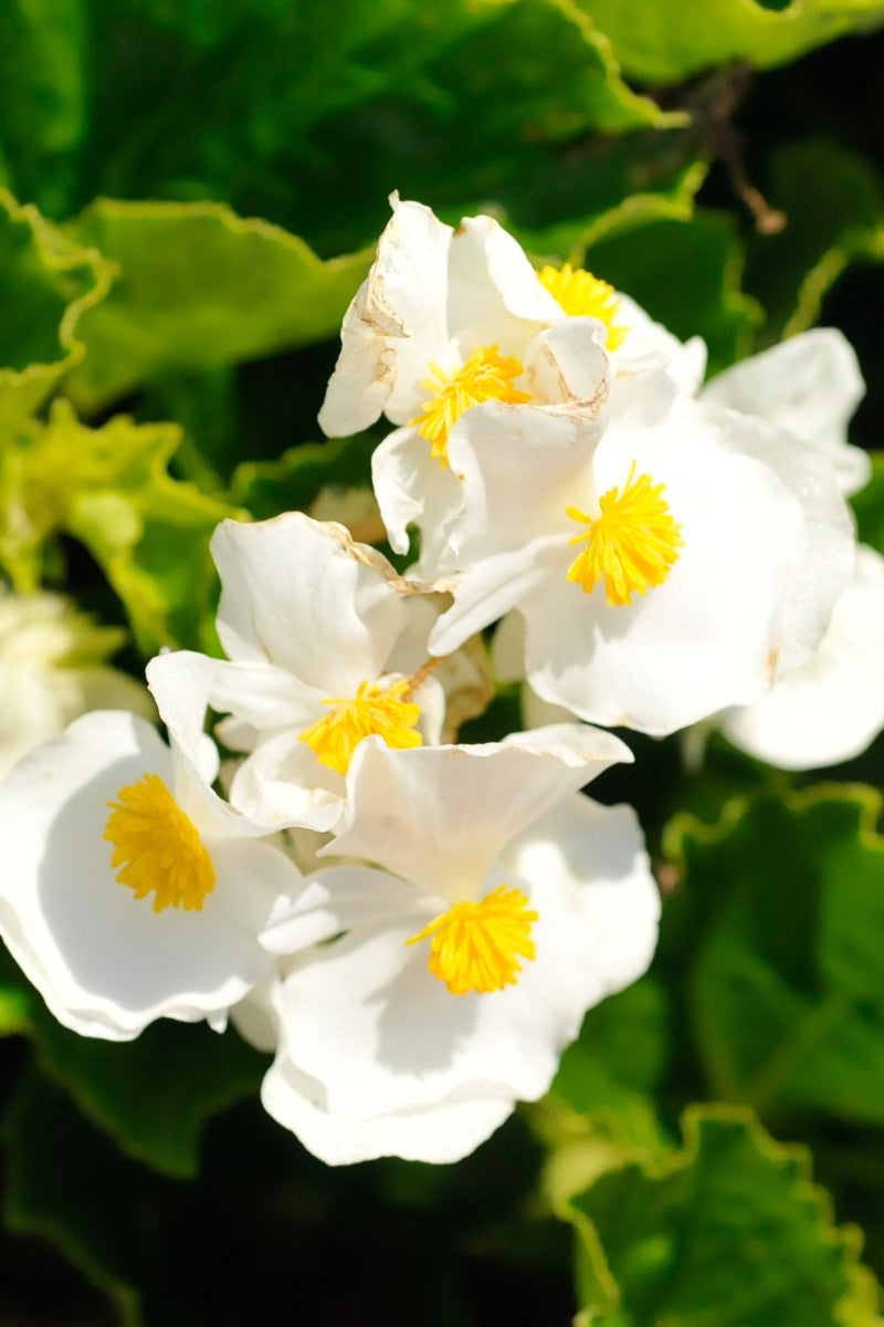 Begonia, Big White Green Leaf