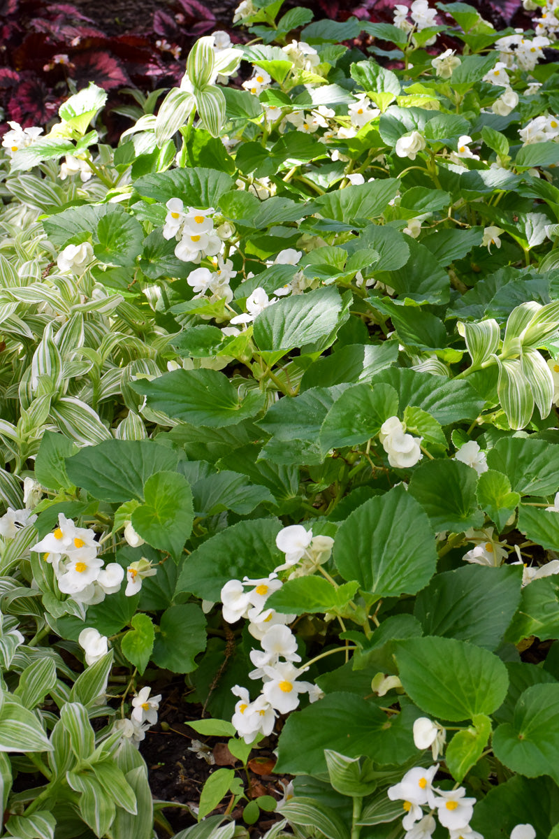Begonia, Green Leaf White