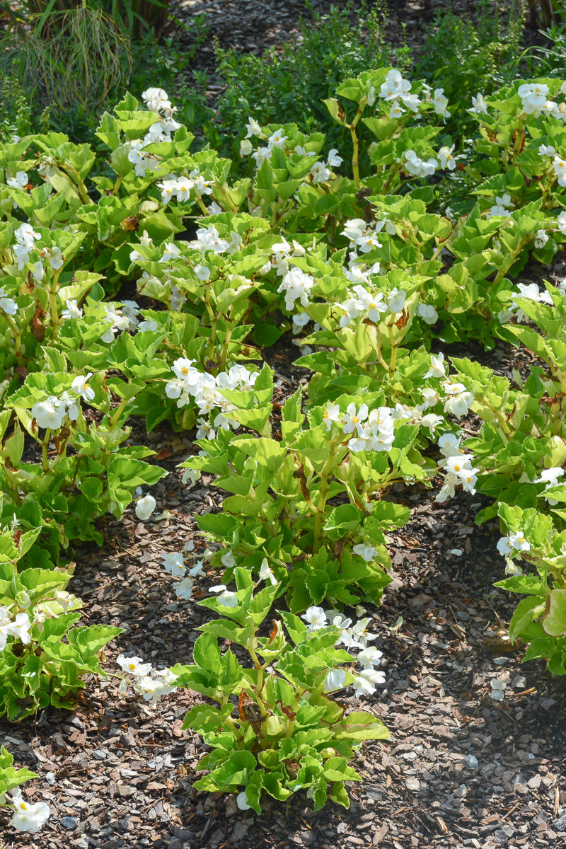 Begonia, Green Leaf White