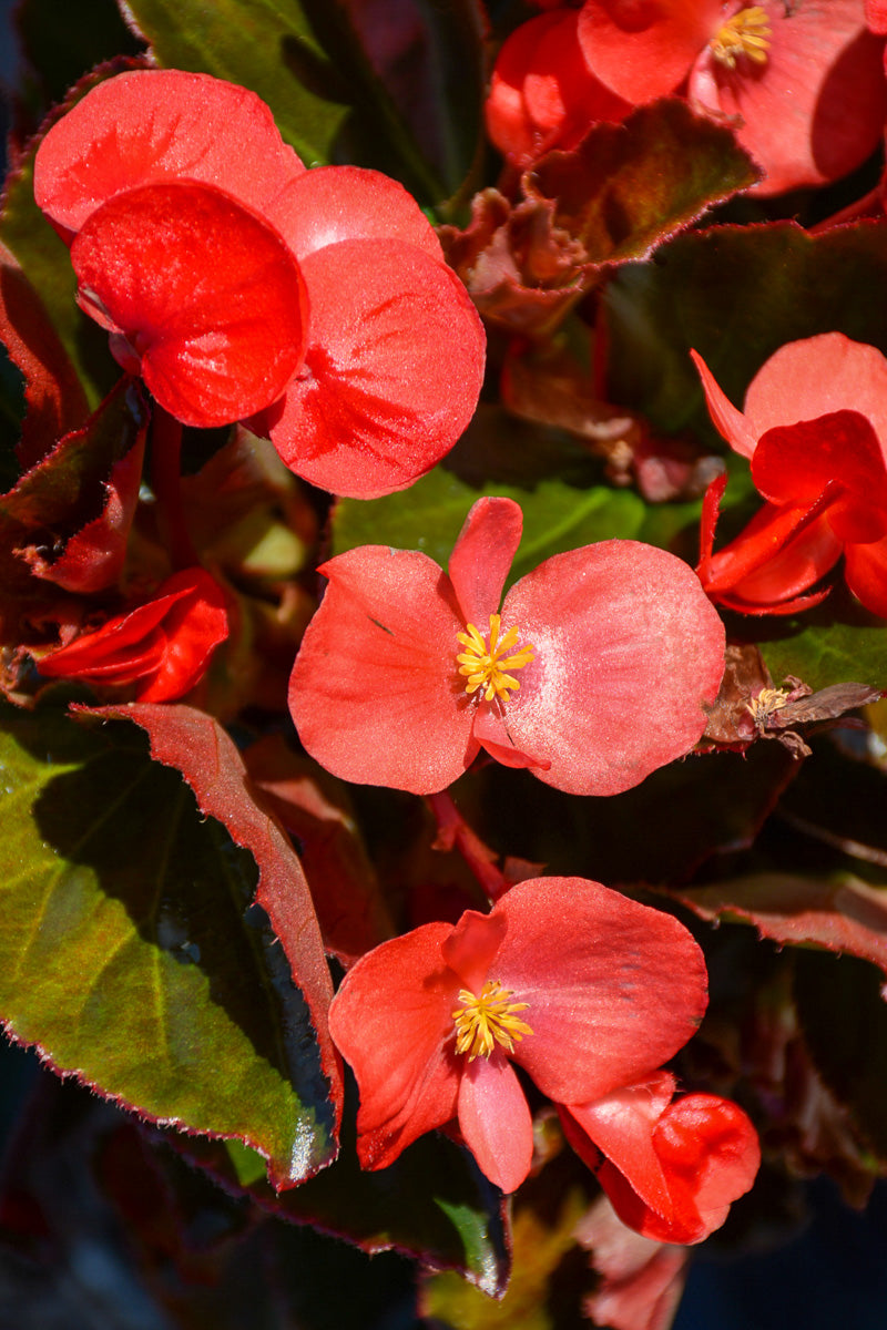 Begonia, Wax Red Leaf Red