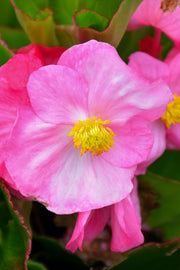 Begonia Tophat Pink