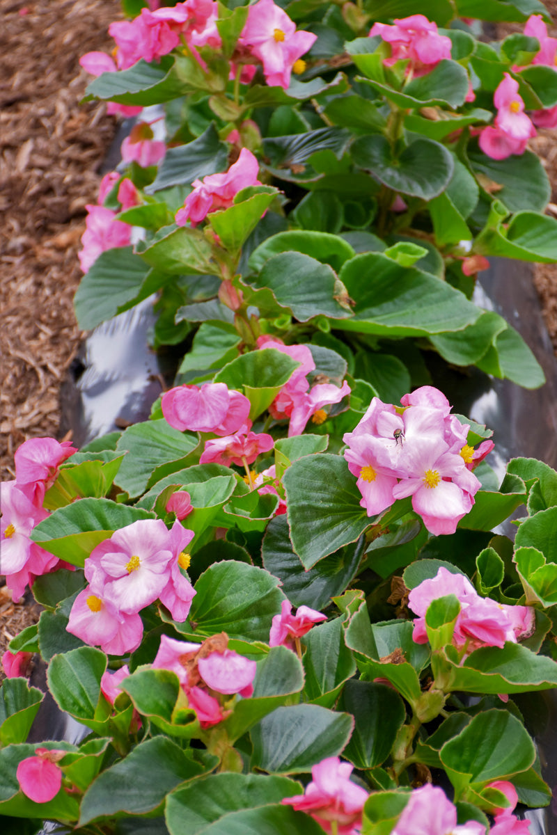 Begonia Tophat Pink