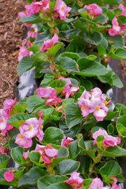 Begonia Tophat Pink