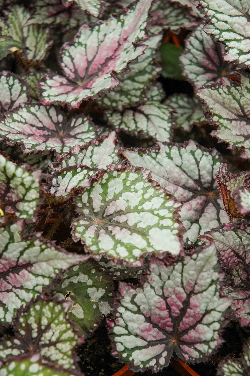 Begonia Rex Green Streak