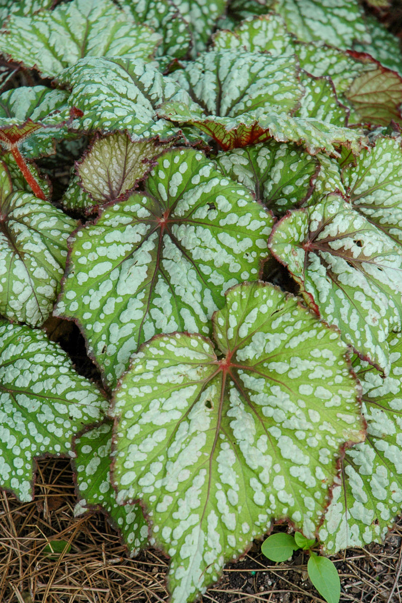 Begonia Rex Green Streak