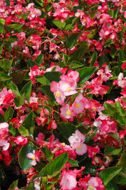 Begonia G/L Pink Flat