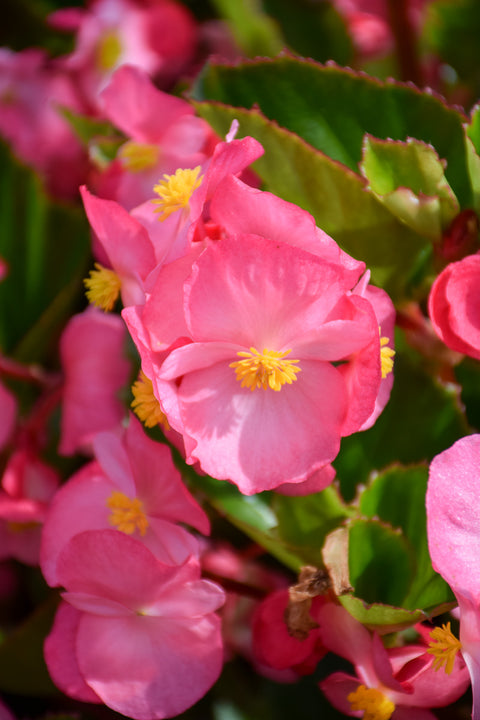 Begonia, Wax Green Leaf Pink