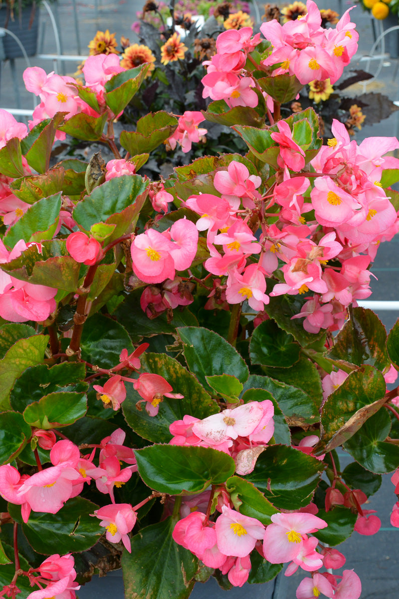 Begonia G/L Pink Flat