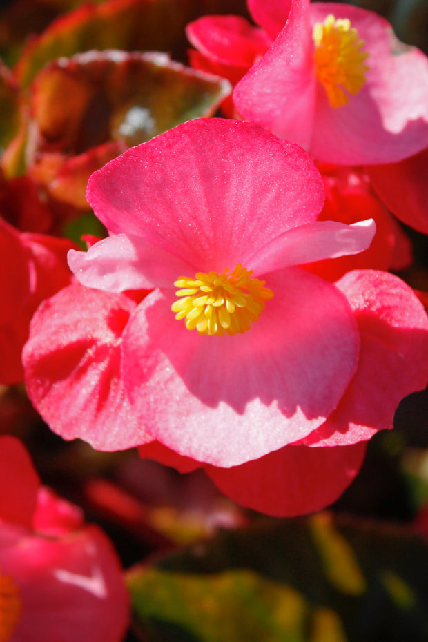 Begonia, Wax Red Leaf Rose