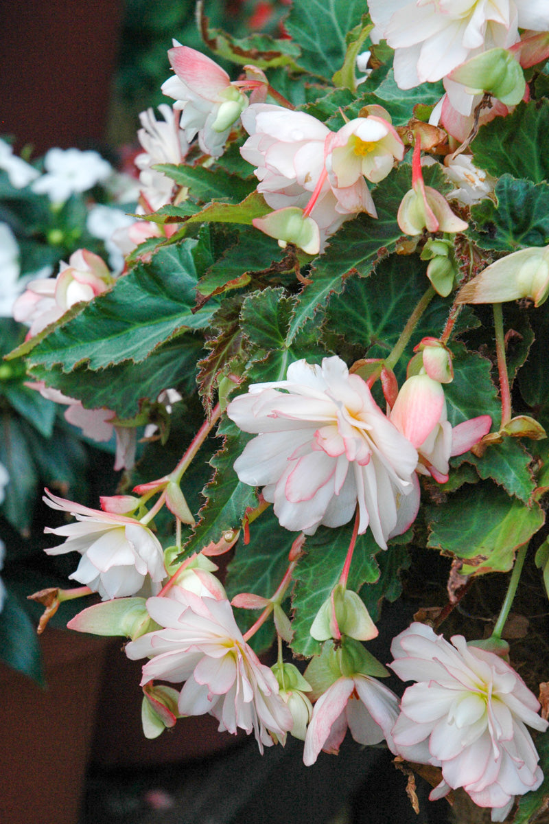 Begonia, Iconia Miss Montreal 4"