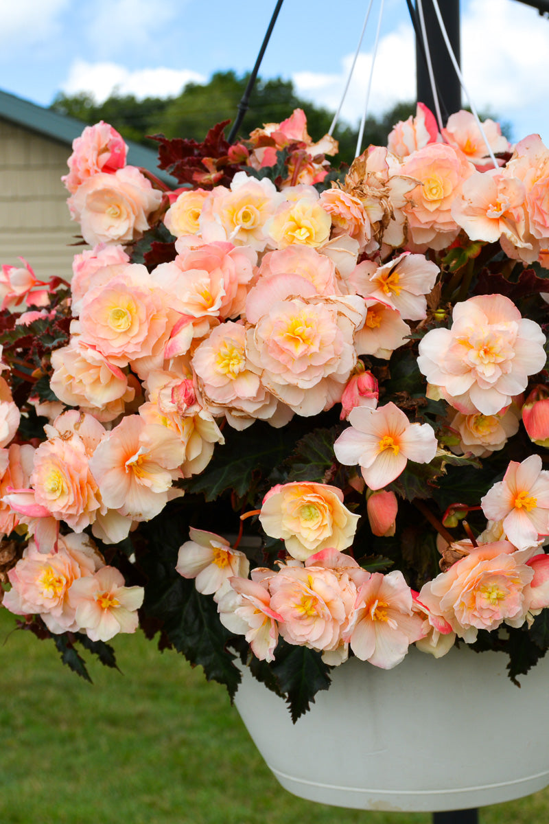Begonia Iconia Port Champag