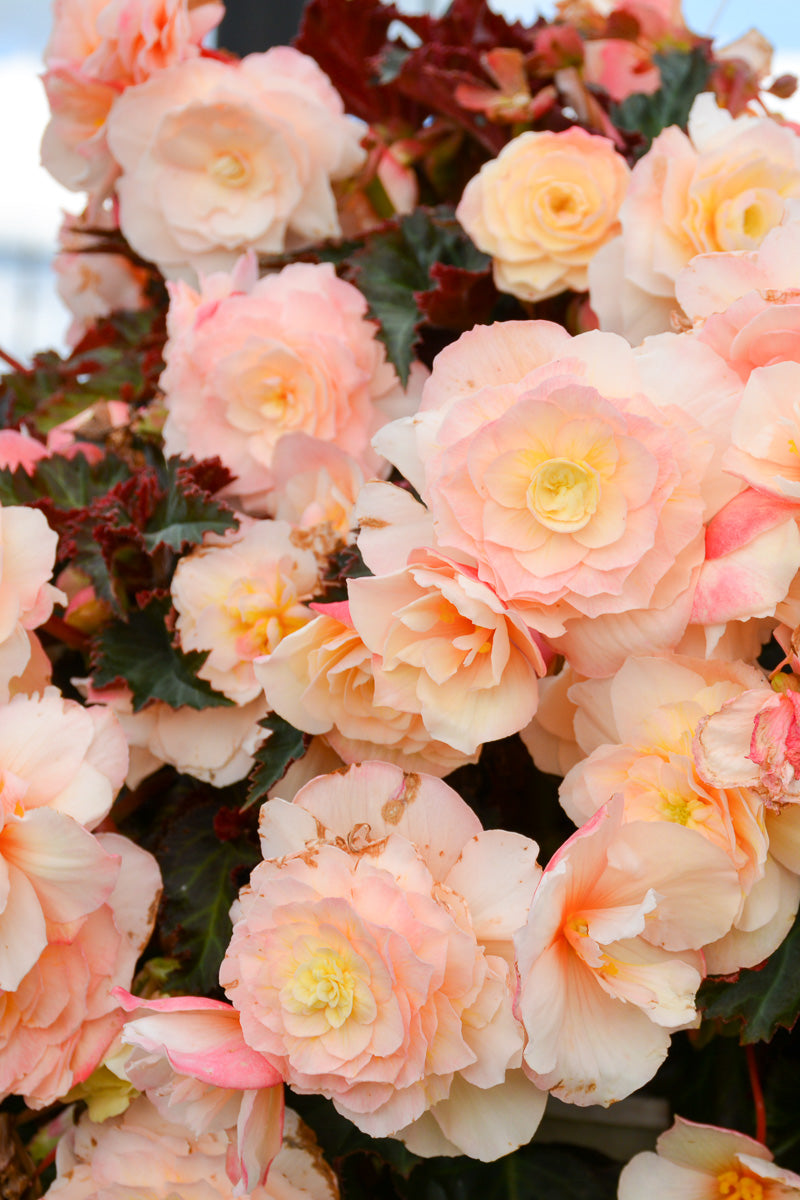 Begonia Iconia Port Champag