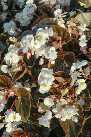 Begonia, Bronze Leaf White