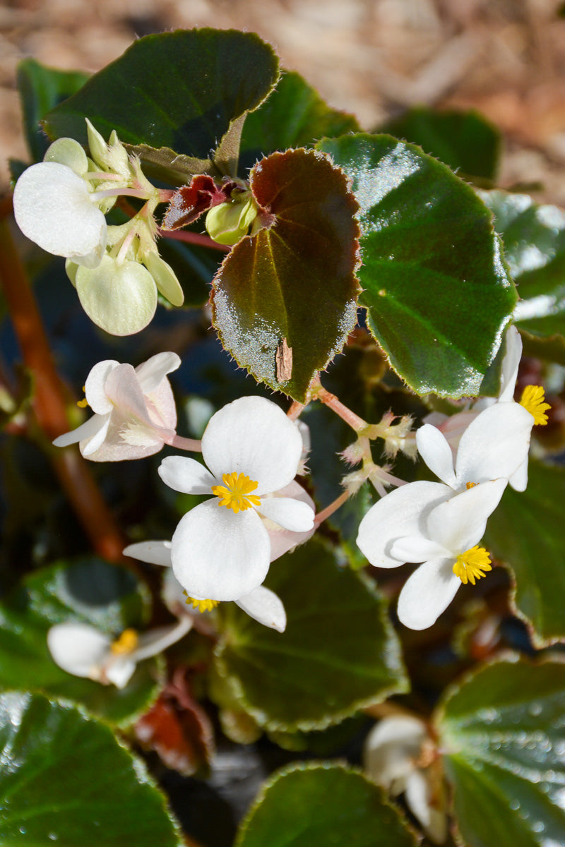 Begonia, Bronze Leaf White