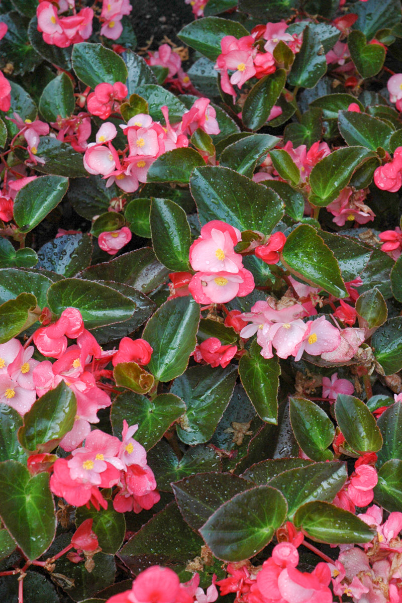Begonia, Green Leaf Rose