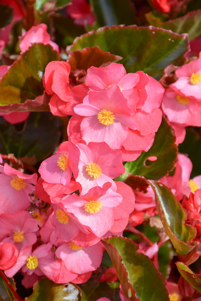 Begonia, Green Leaf Rose
