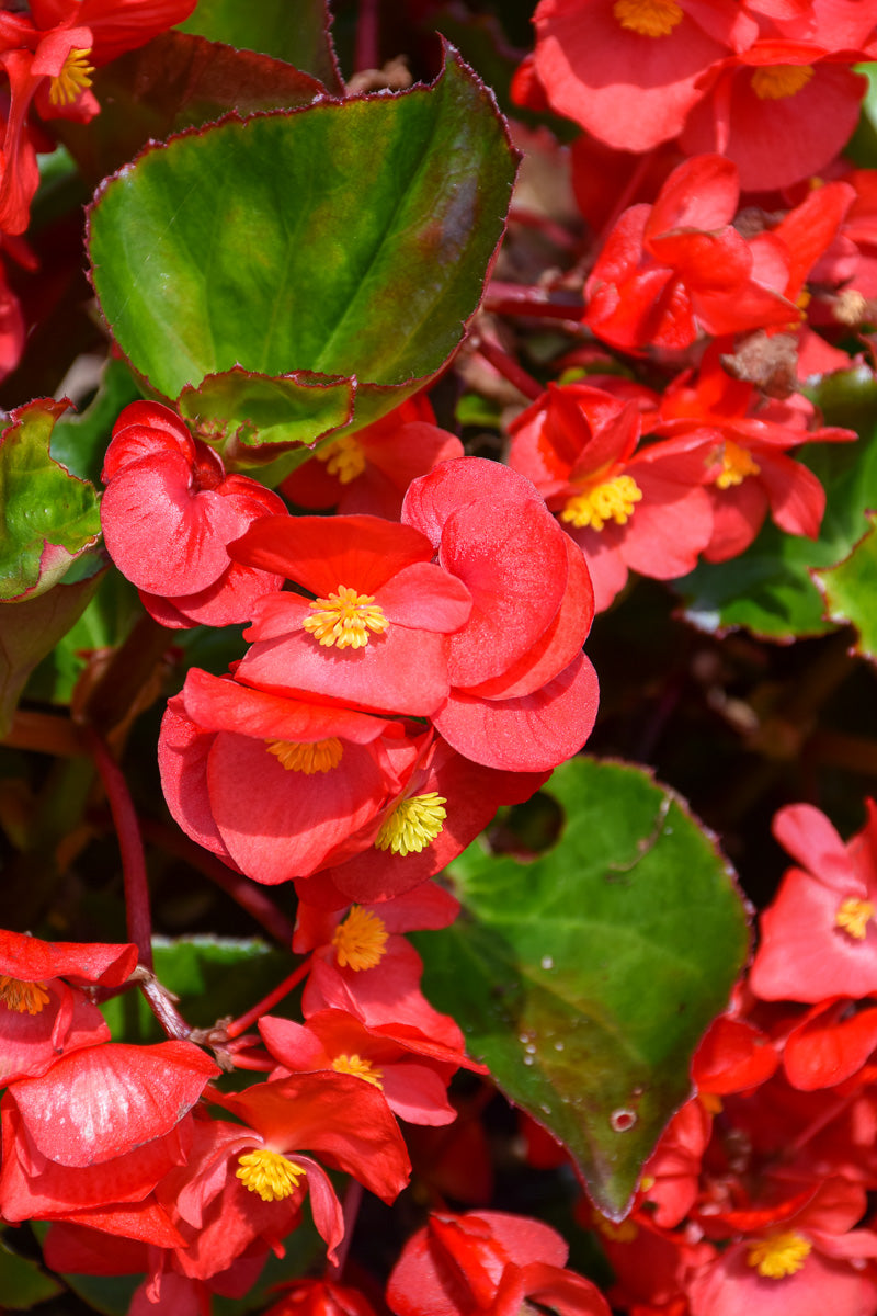 Begonia, Green Leaf Red