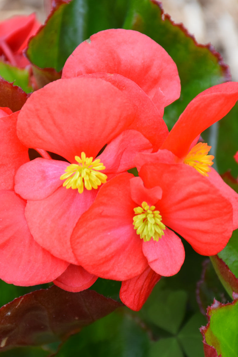 Begonia, Green Leaf Red