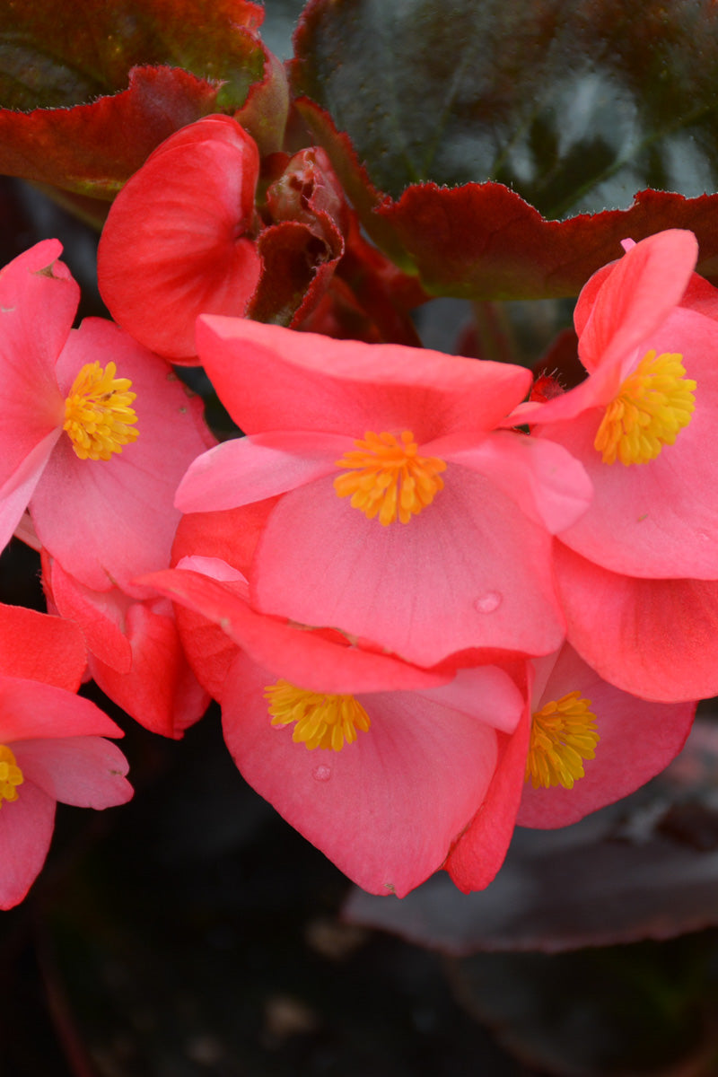Begonia, Bronze Leaf Rose