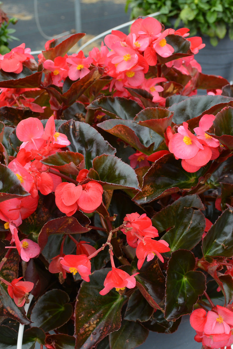 Begonia, Bronze Leaf Rose