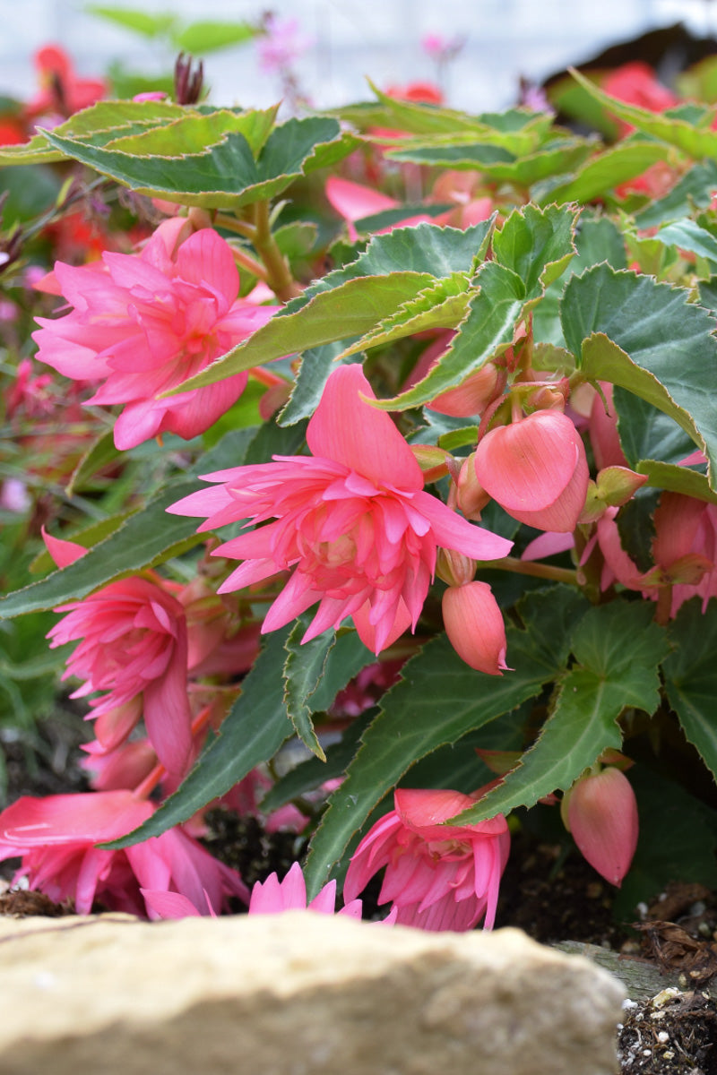 Begonia, Funky Pink