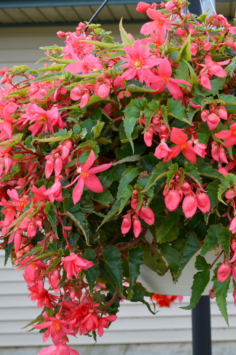 Begonia, Funky Pink