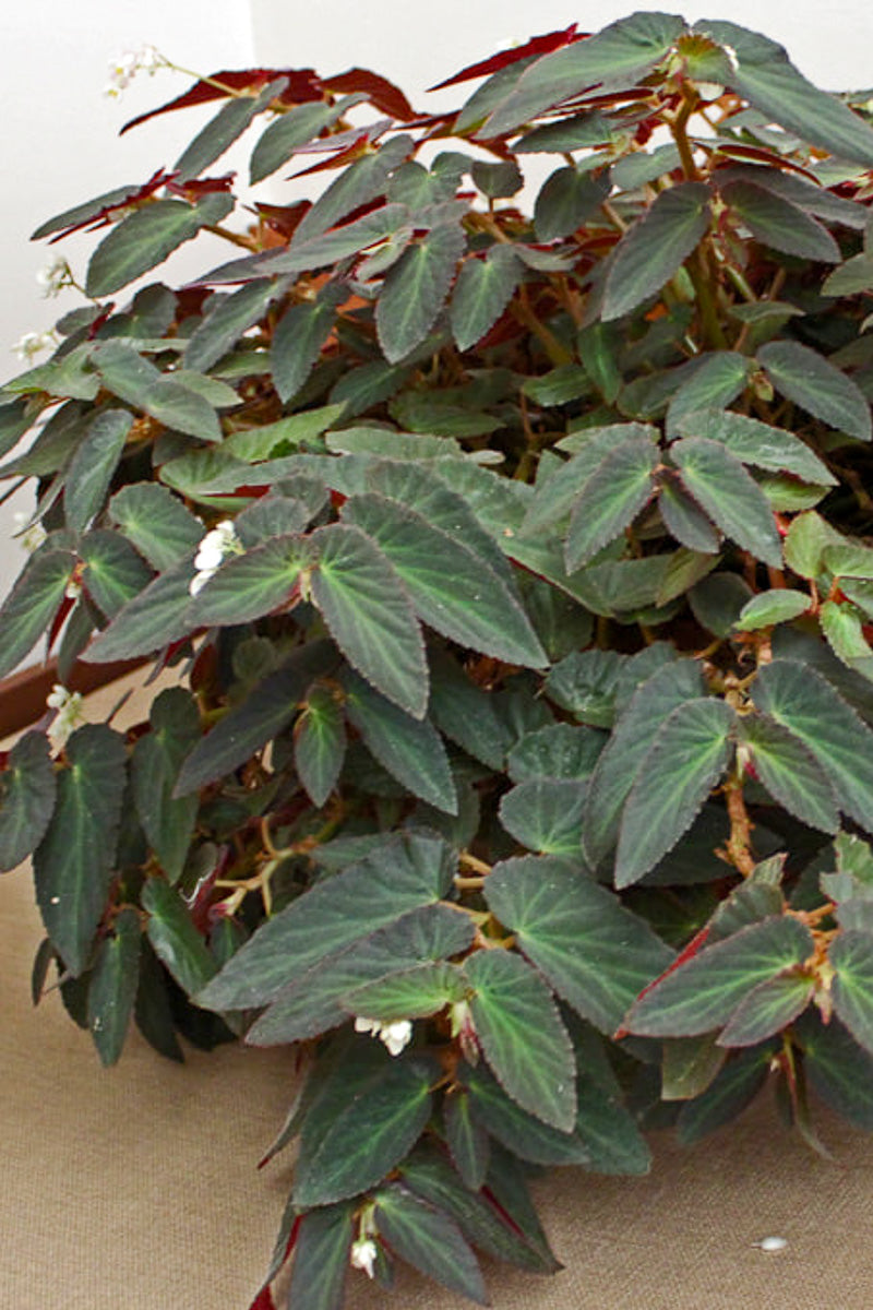 Begonia, Brazilian Lady