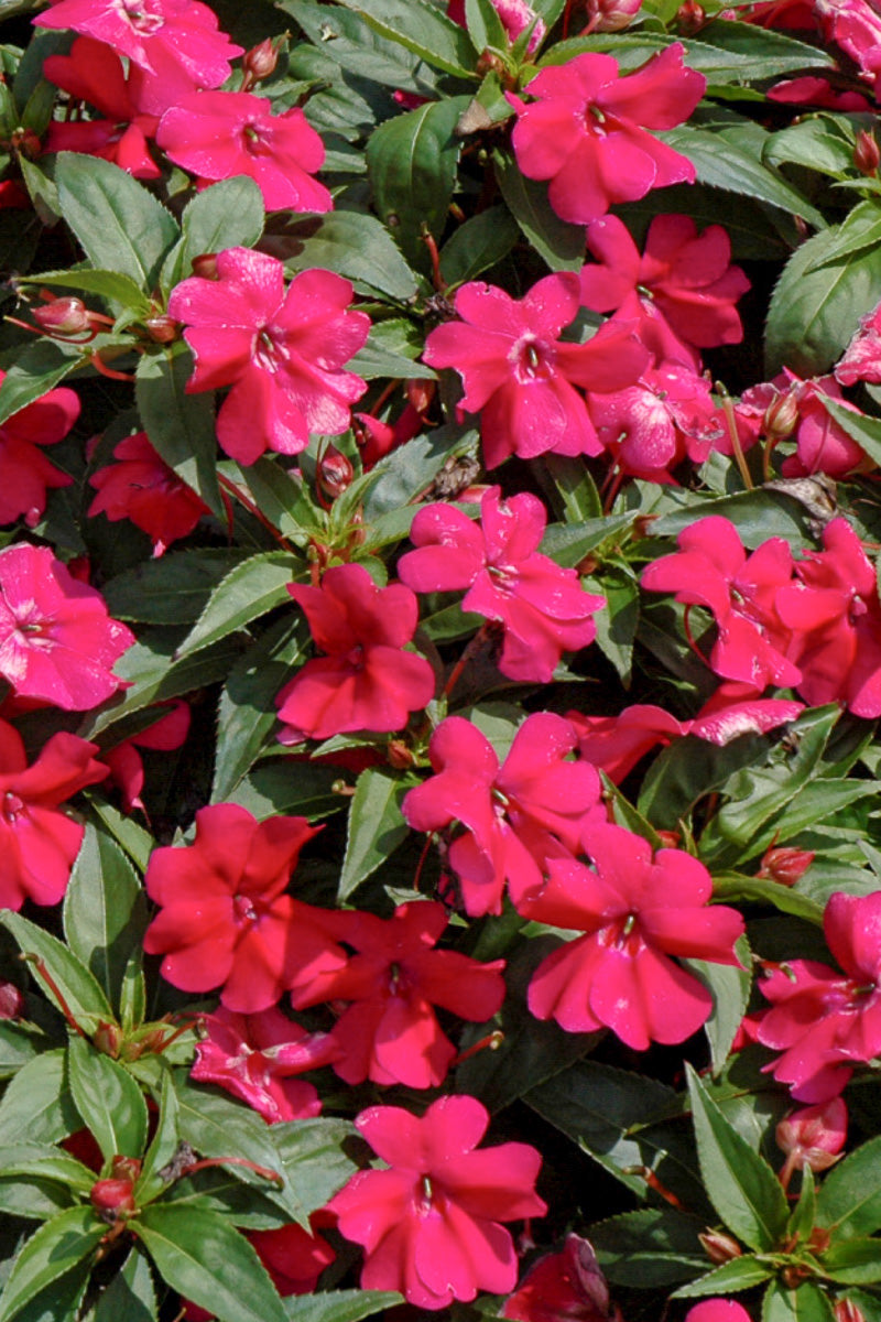 Impatiens Bounce Cherry