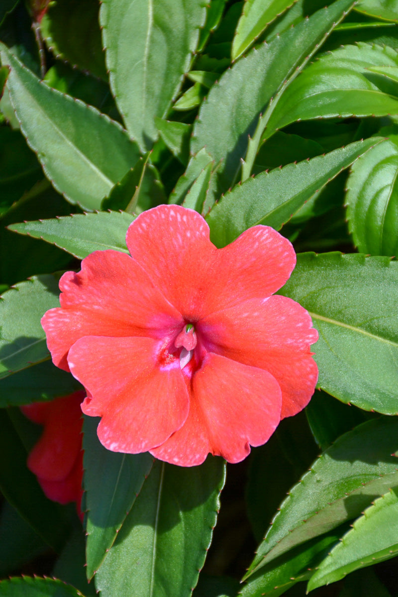 Impatiens Bounce Coral