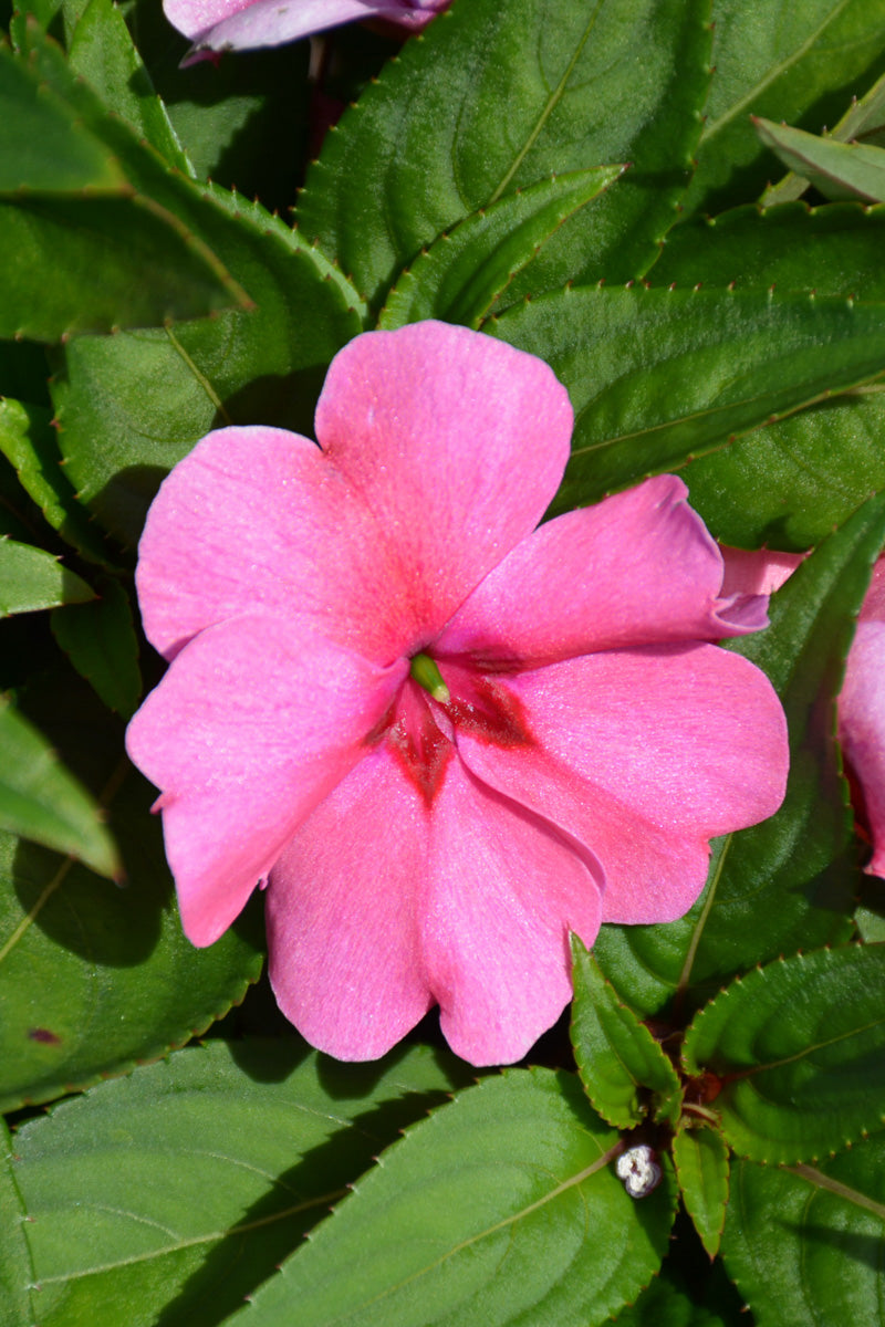 Impatiens, Bounce Pink