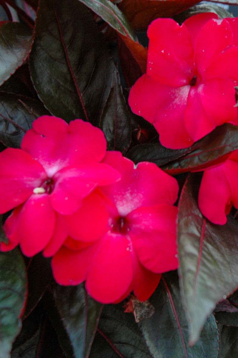 Impatiens, New Guinea Electric Rose