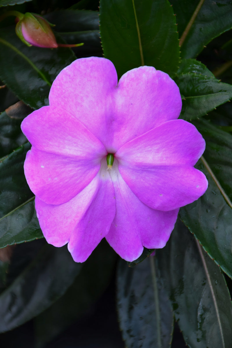 Impatiens, New Guinea Super Sonic Lavender
