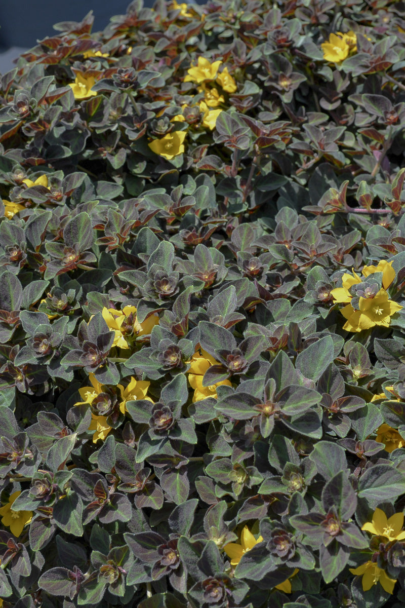 Lysmachia Midnight