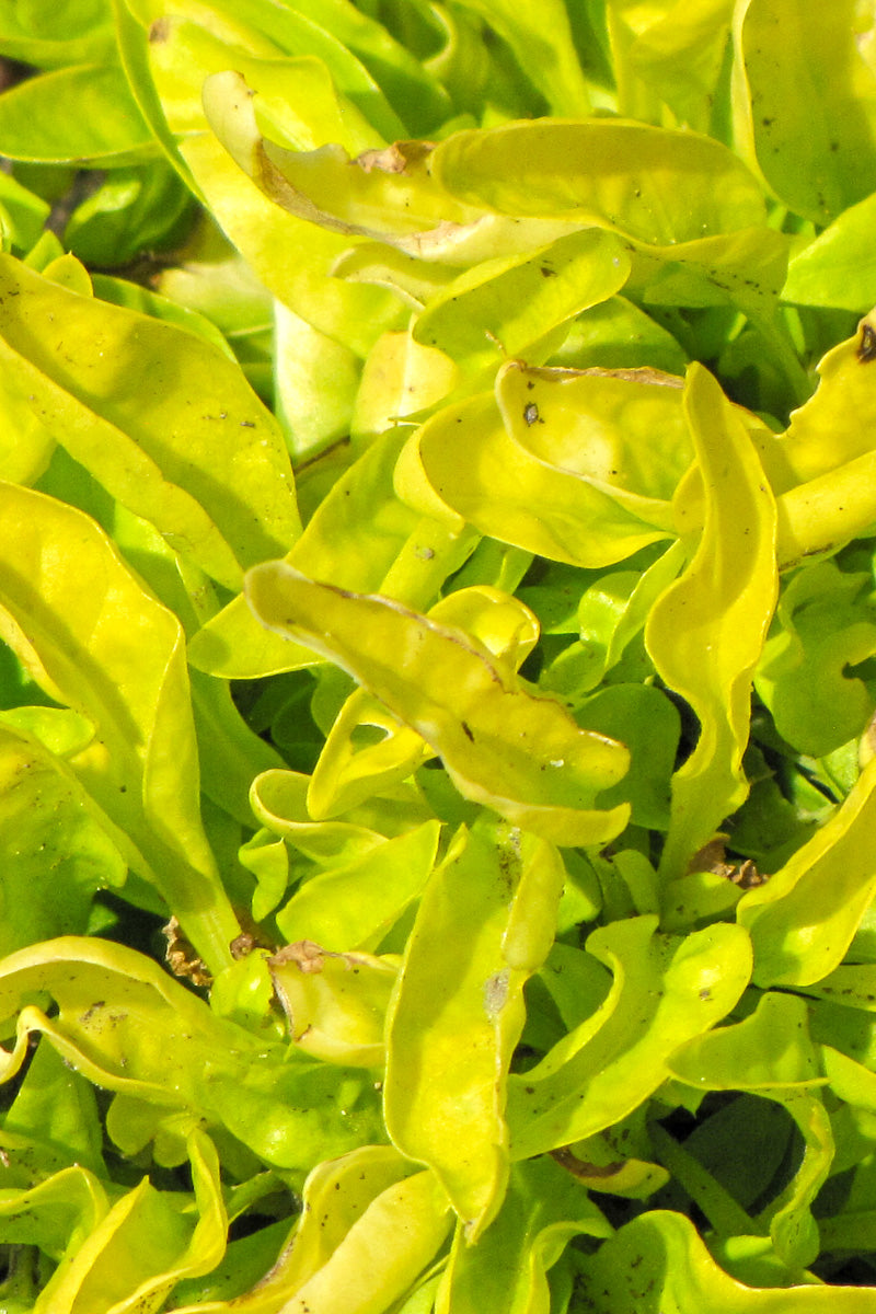 Alternanthera, True Yellow