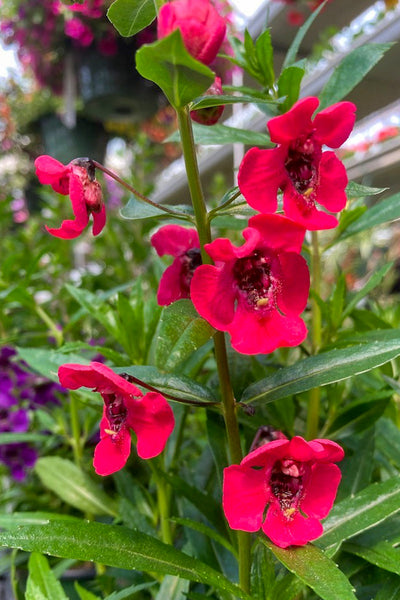 Angelonia, Red