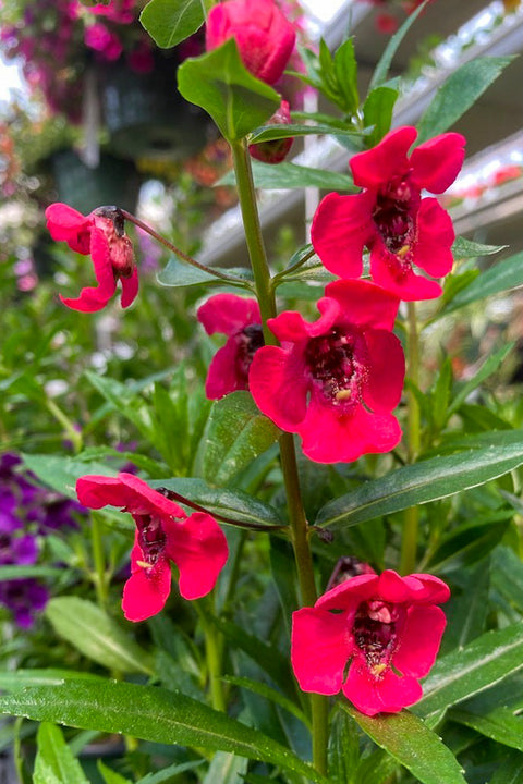 Angelonia, Red