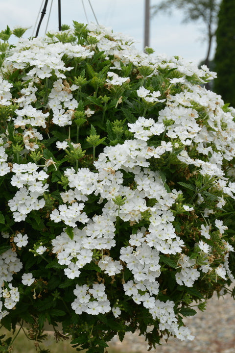 Verbena, Cadet White