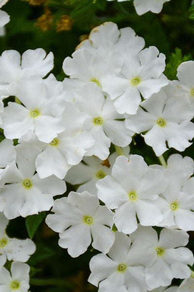 Verbena, Cadet White