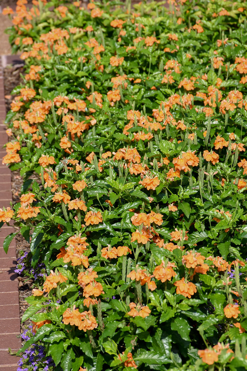 Crossandra, Orange Marmalade 4"