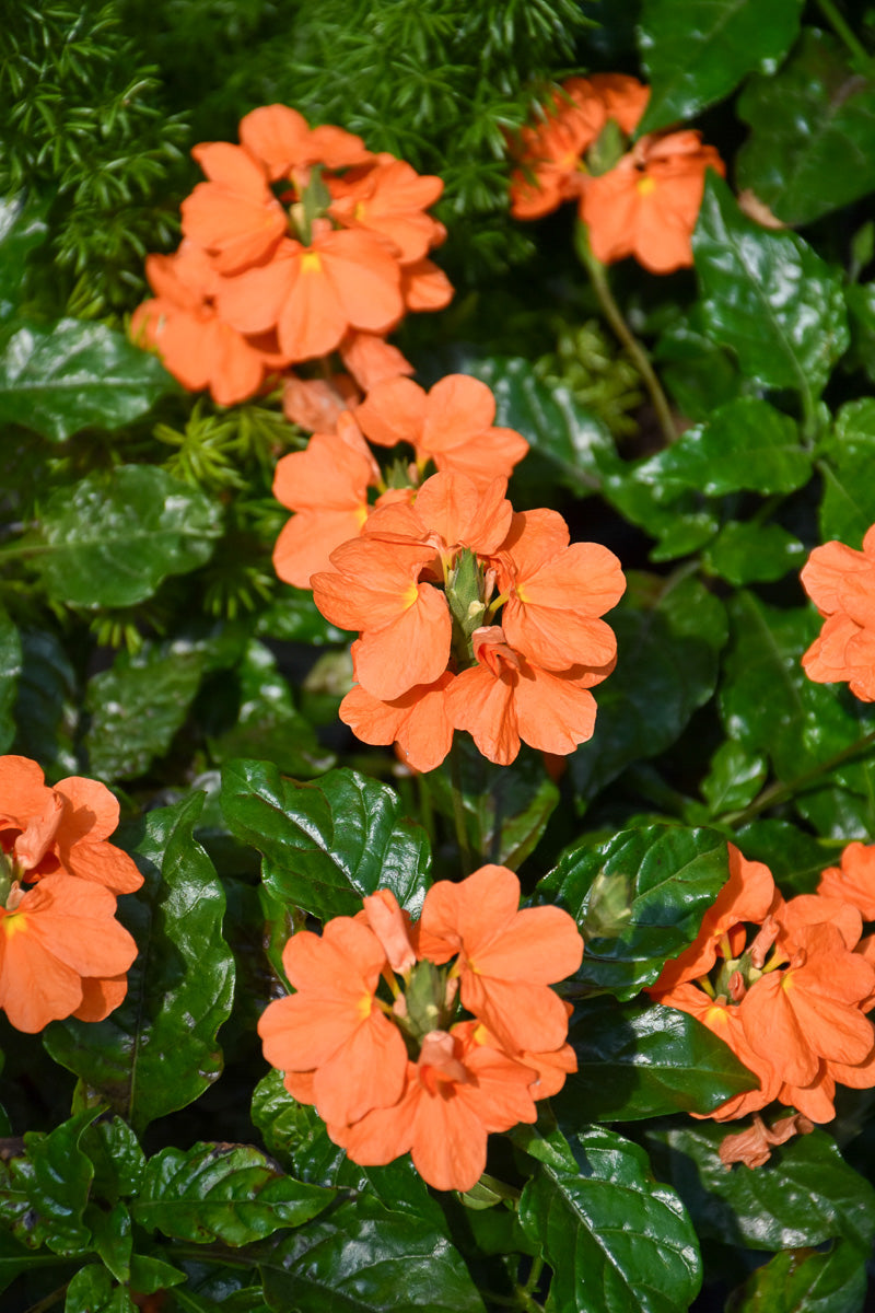 Crossandra, Orange Marmalade 4"